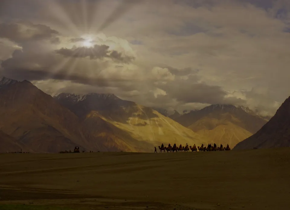 Camels in Nubra Valley