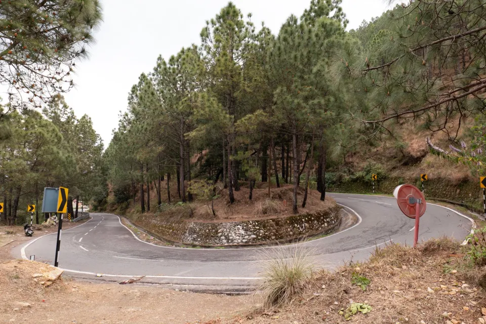 Mountain road through the pines