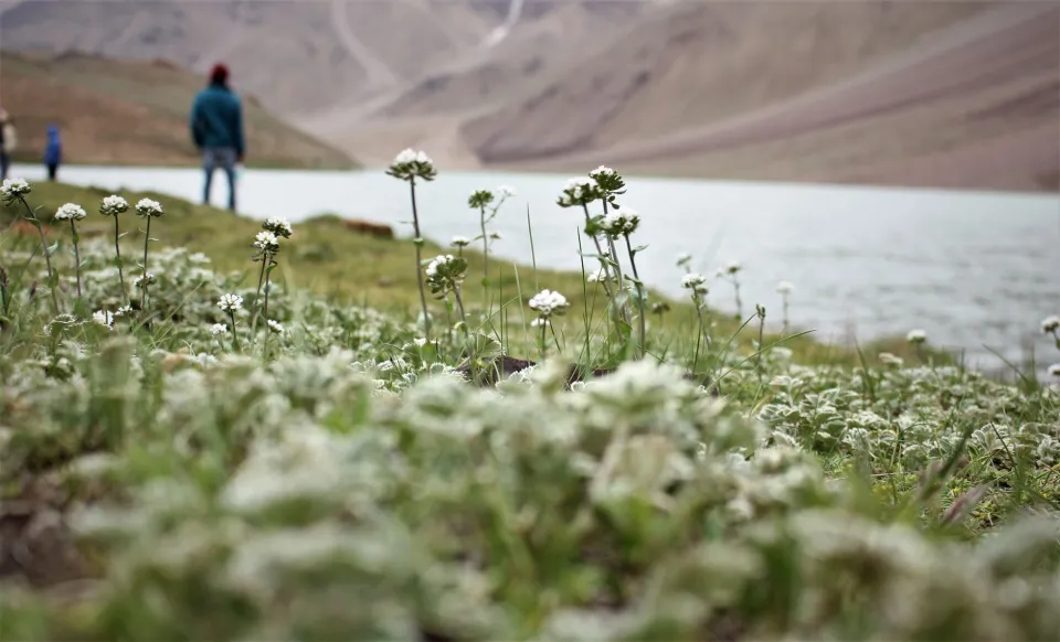 Wildflowers by a Himalayan lake
