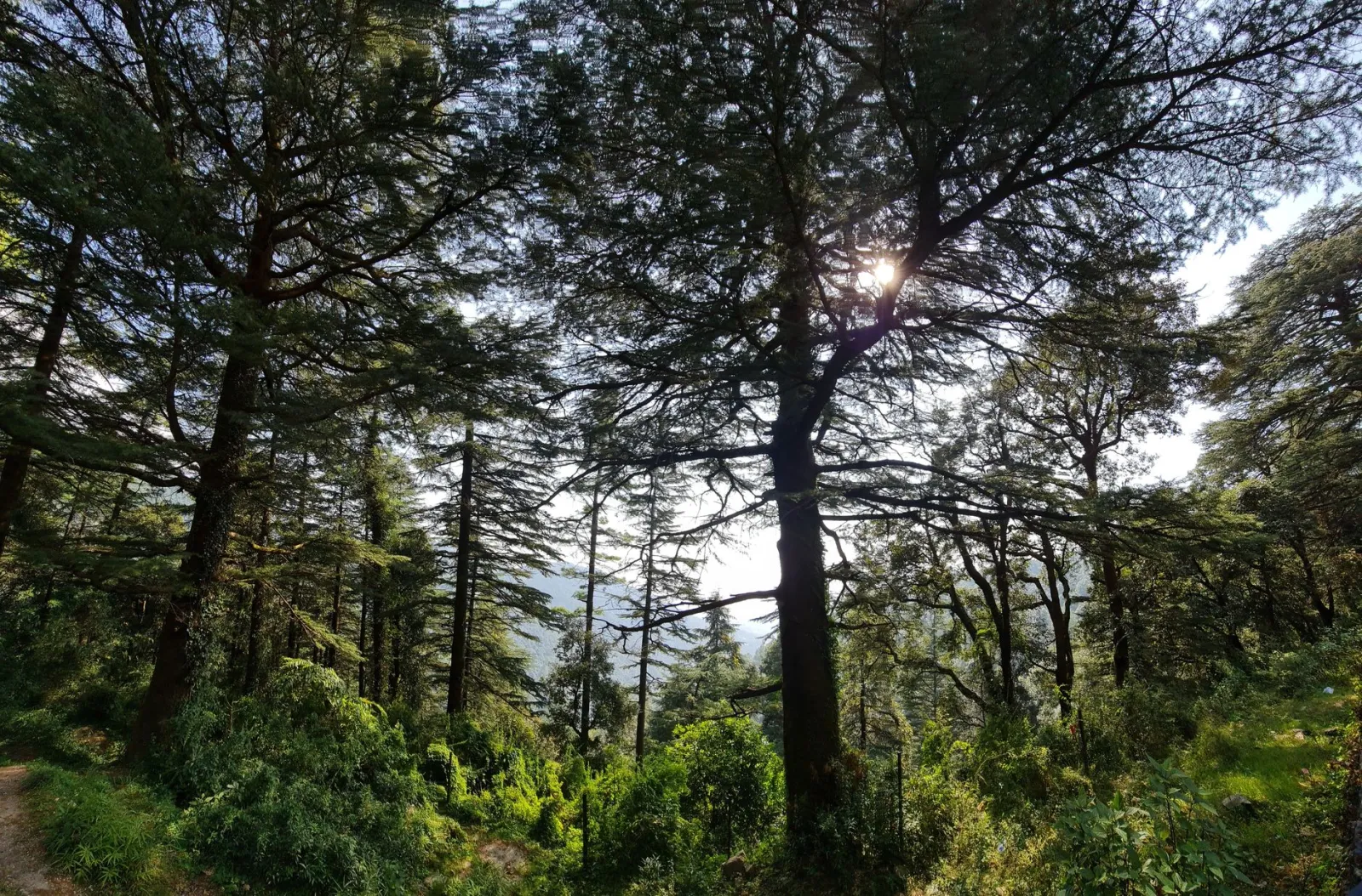 Cedar forest near Manali